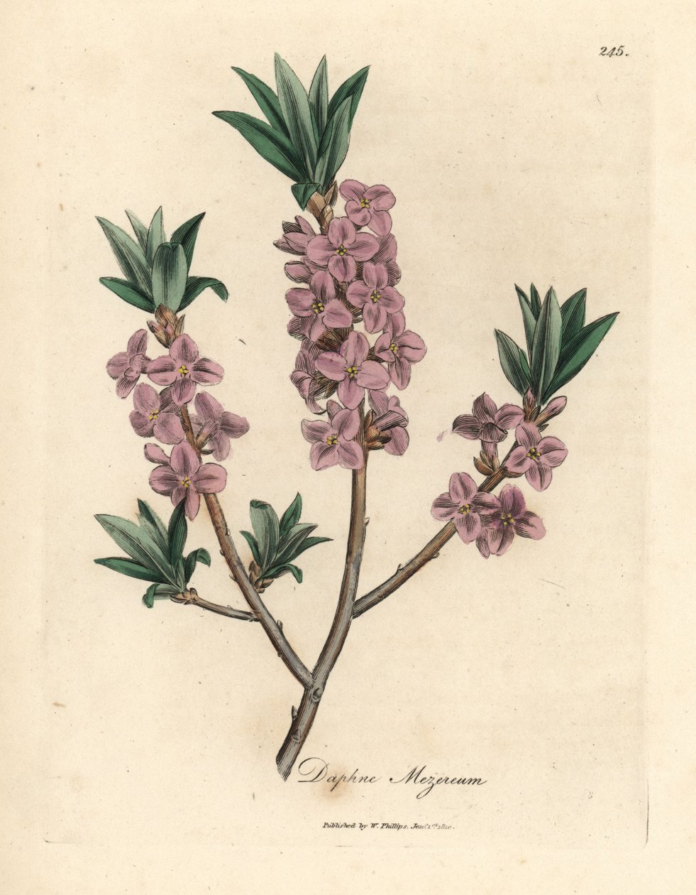 Rosablomstret mezereon, Daphne mezereum av James Sowerby