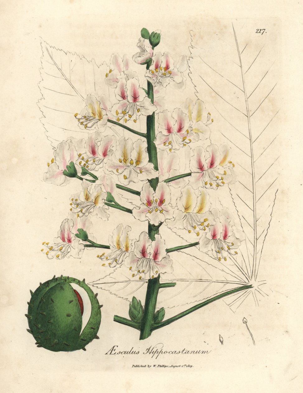 Rosa blomst og frukt av hestekastanjetreet, Aesculus hippocastanum av James Sowerby