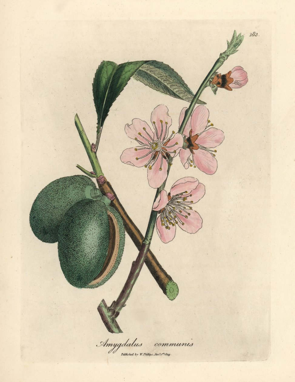 Rosablomstret mandeltre, Amygdalus communis av James Sowerby