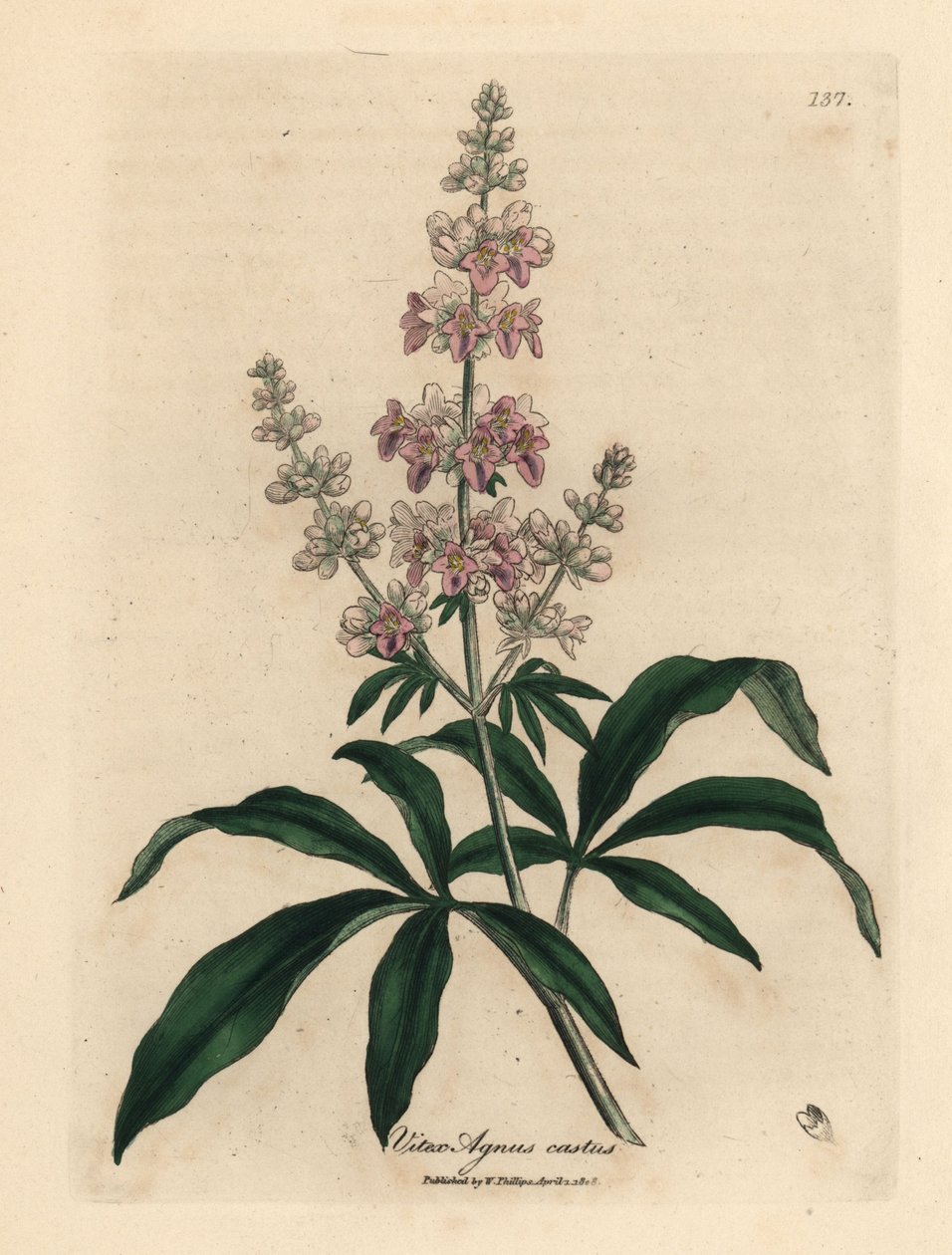 Rosablomstret kyskt tre, Vitex agnus castus av James Sowerby