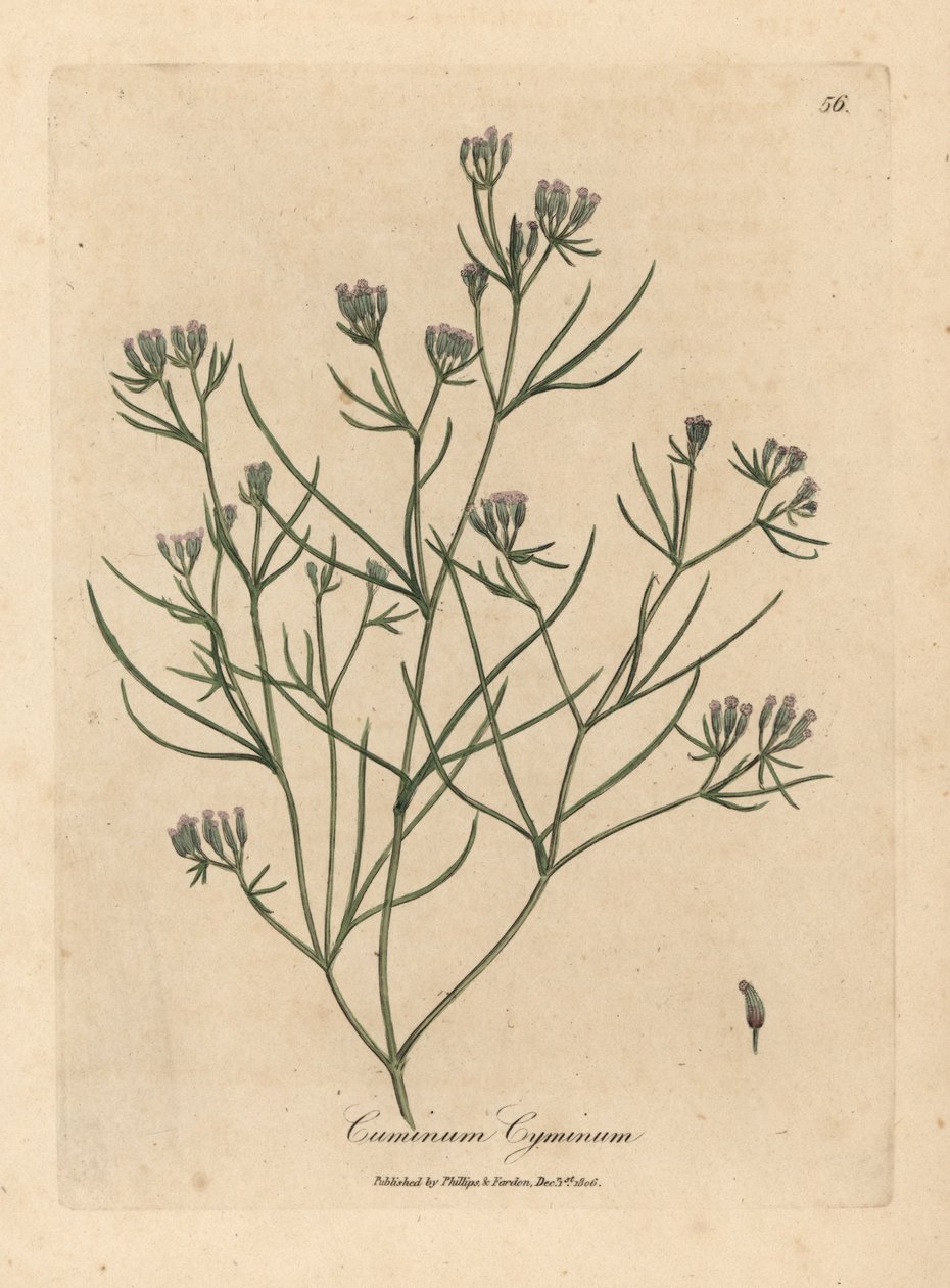 Rosa blomstret spisskummen av James Sowerby