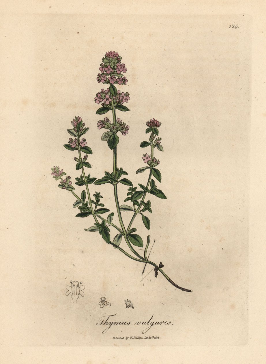 Rosa blomstret hagetimian, Thymus vulgaris av James Sowerby