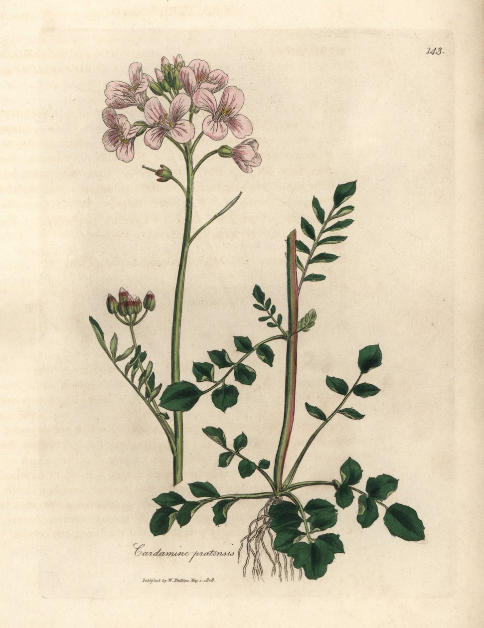 Rosablomstret damekjole eller gjøkblomst, Cardamine pratensis av James Sowerby