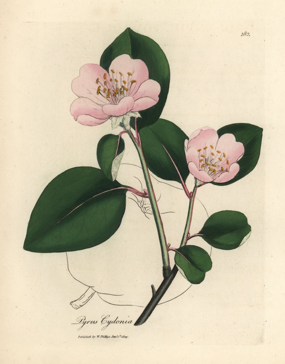 Rosa blomstret kvedetre, Pyrus cydonia av James Sowerby