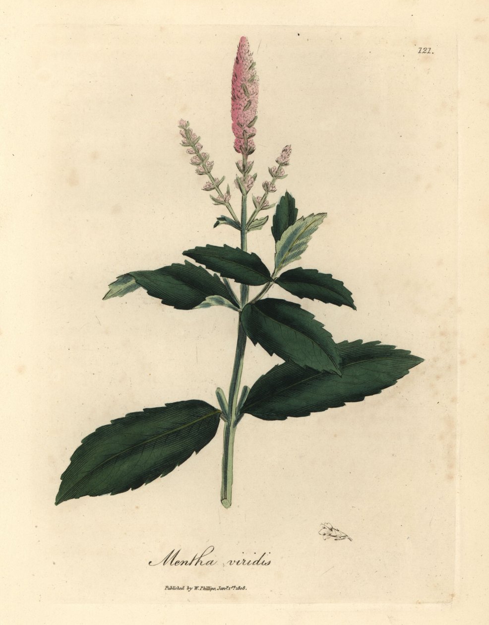 Rosa blomstret mynte, Mentha viridis av James Sowerby