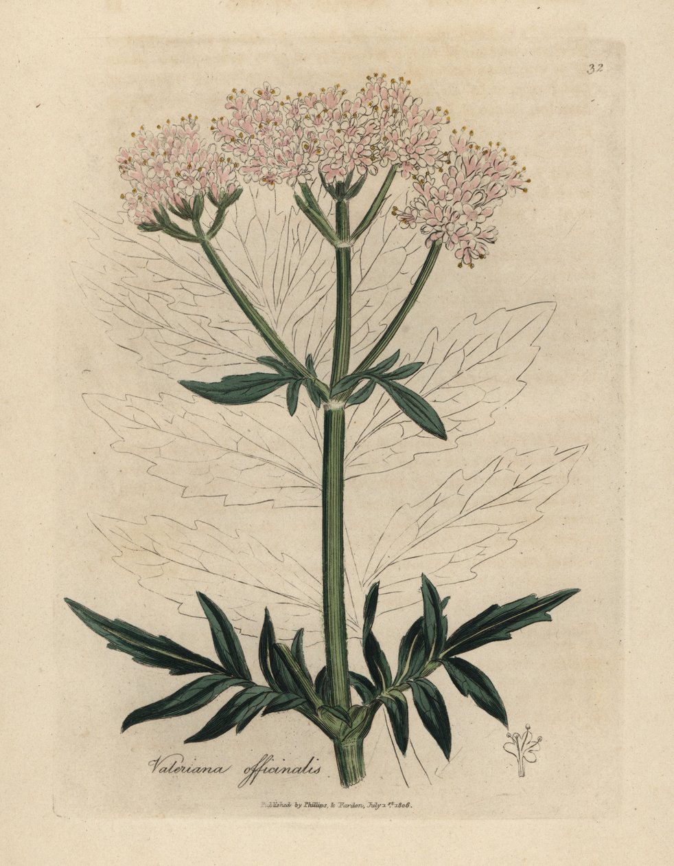Rosa blomstret valerian, Valeriana officinalis av James Sowerby