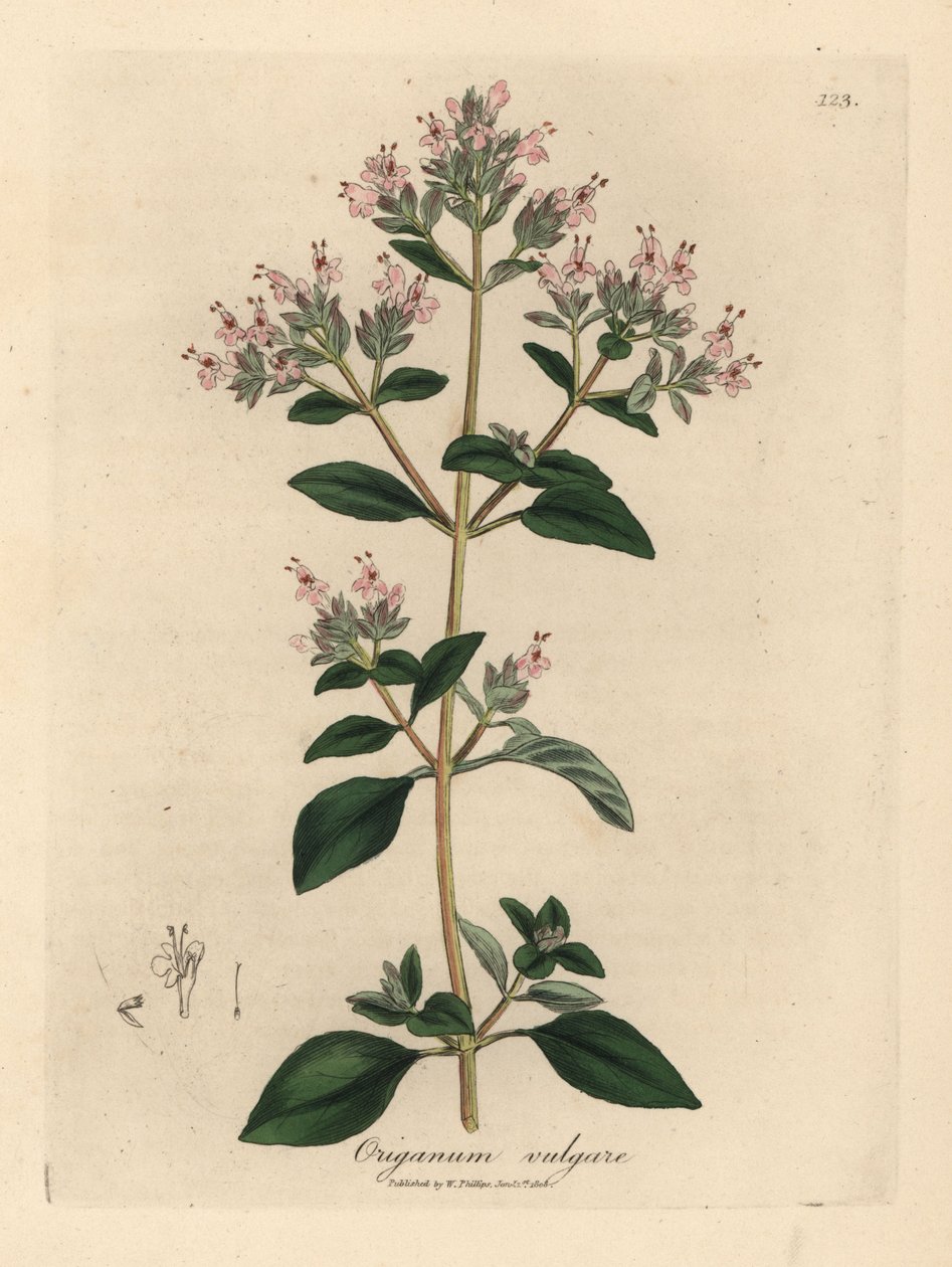 Rosablomstret villmerian, Origanum vulgare av James Sowerby