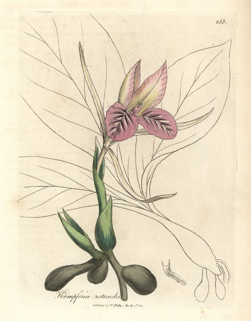Rosablomstret zedoary, Kaempferia rotunda av James Sowerby