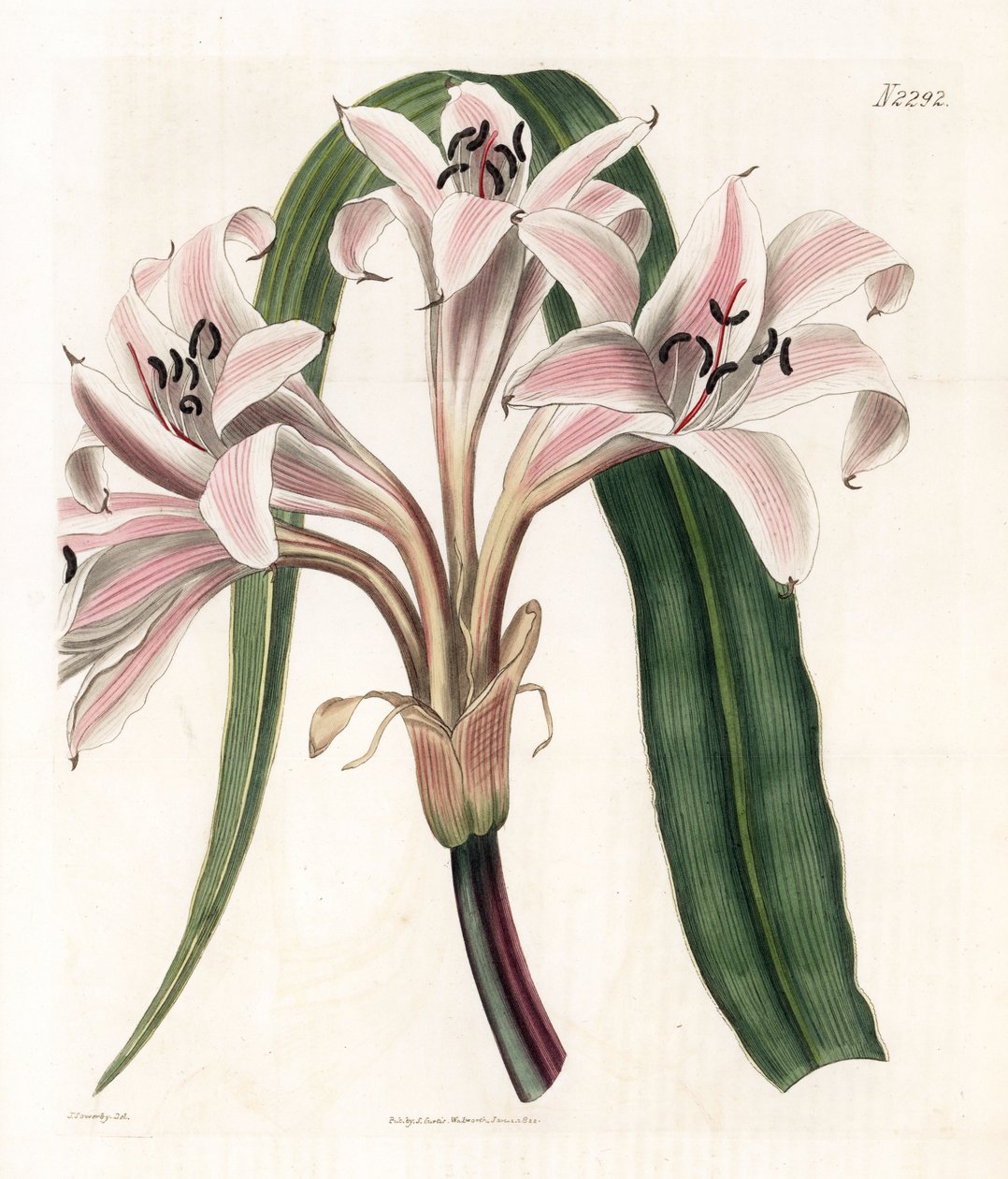 Rosa lilje variant - Rosa stripet trompet lilje, Crinum latifolium (Molucca crinum, Crinum moluccanum). Håndfarget kobberstikk av Weddell etter en illustrasjon av James Sowerby fra Samuel Curtis' "" Botanical Magazine,"" London av James Sowerby