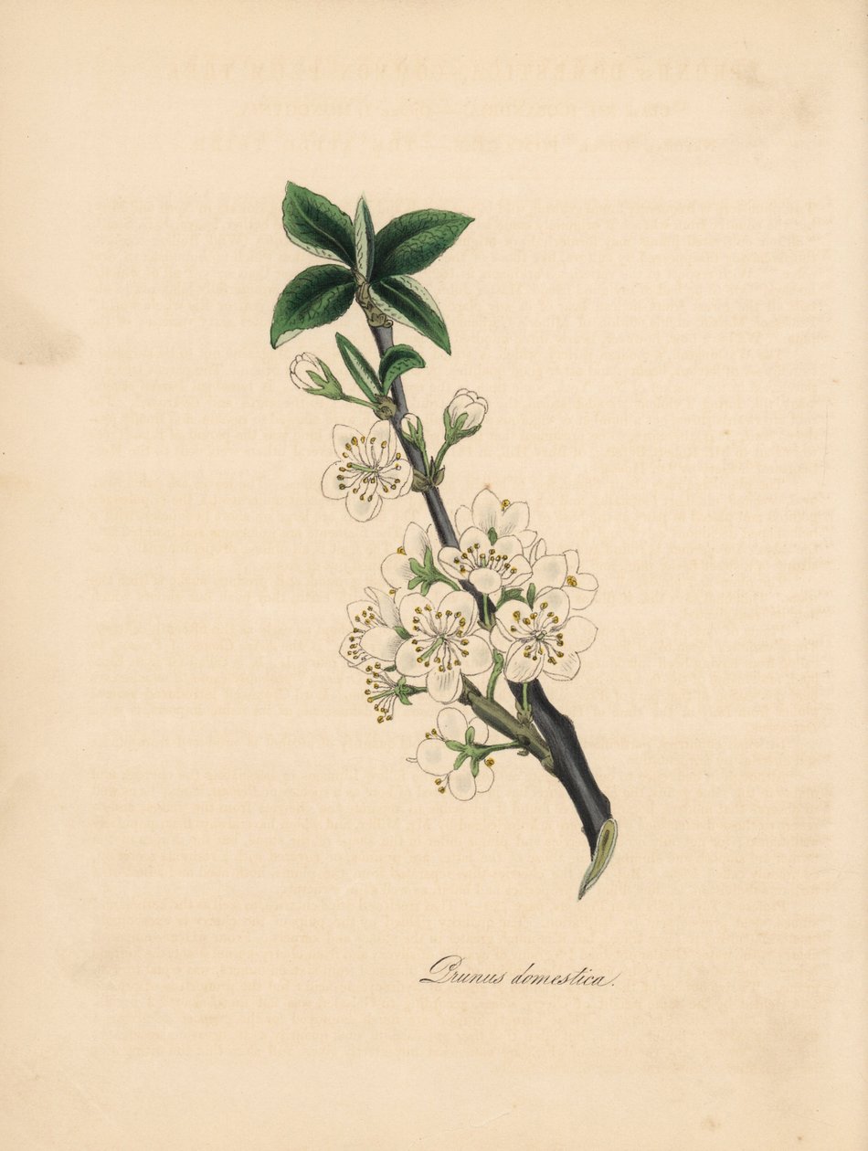 Plommetre - Vanlig plommetre, Prunus domestica. Hentet fra en illustrasjon av James Sowerby fra William Woodvilles "Medical Botany." Håndfarget sinkograf av C. Chabot tegnet av Miss MA Burnett fra hennes "" Plantae Utiliores: or Illustr av James Sowerby