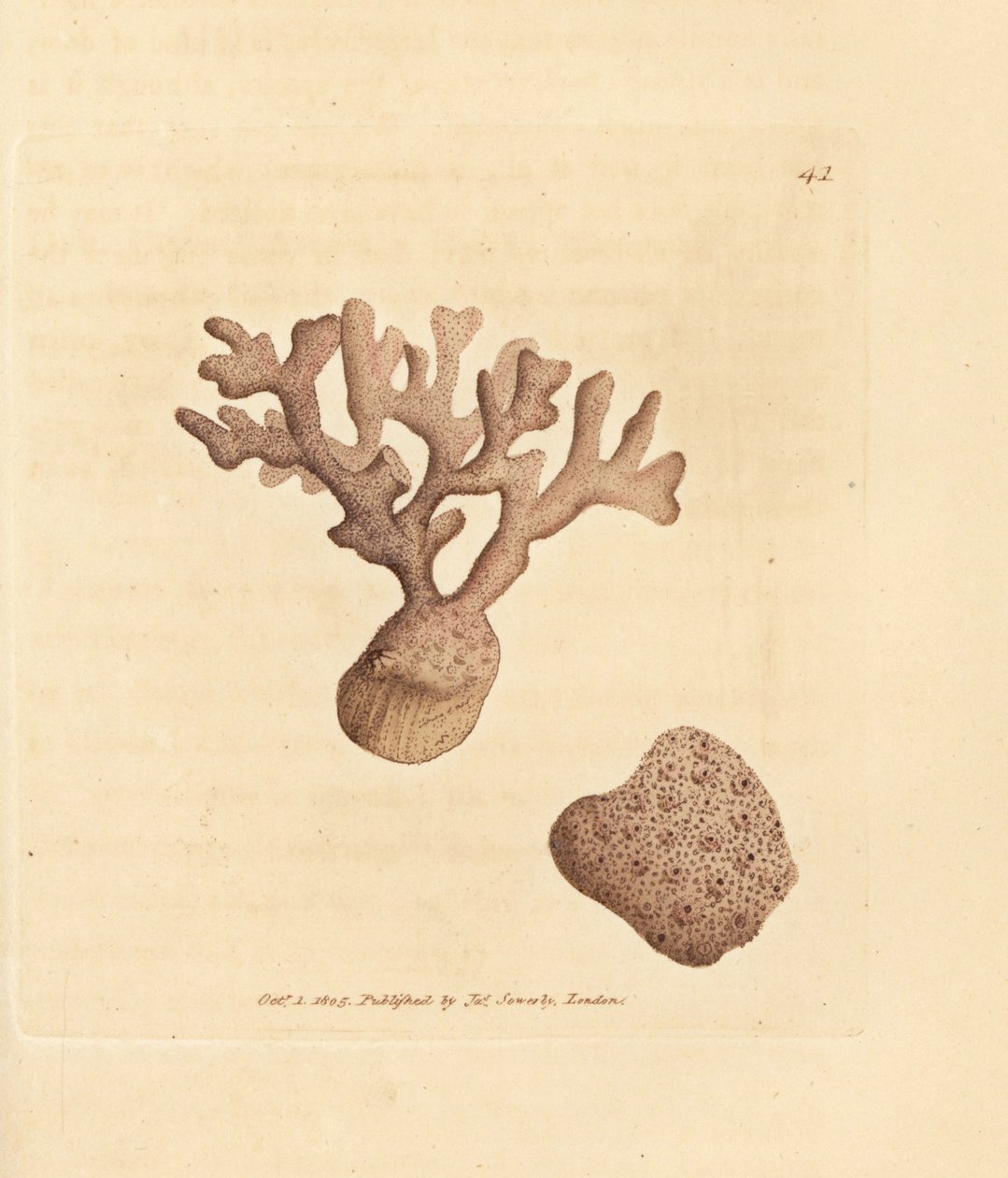 Porella compressa (Millepora compressa). Håndfarget kobberstikk av James Sowerby fra The British Miscellany, eller fargede figurer av nye, sjeldne eller lite kjente dyreemner. av James Sowerby
