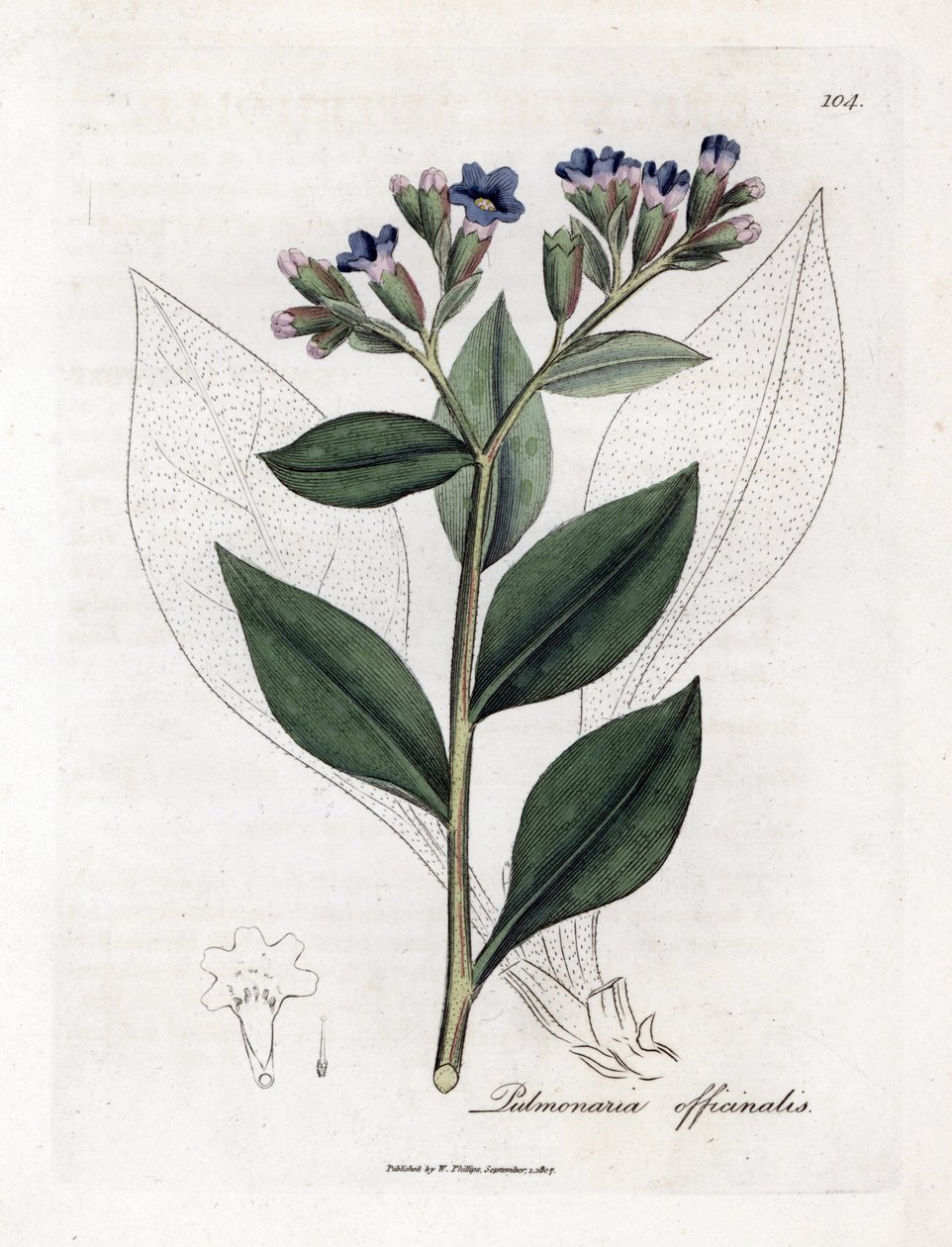 Pulmonal officinale - Lungeurt, Pulmonia officinalis. Håndfarget kobberstikk fra en botanisk illustrasjon av James Sowerby fra William Woodville og Sir William Jackson Hookers "" Medical Botany,"" John Bohn, London av James Sowerby