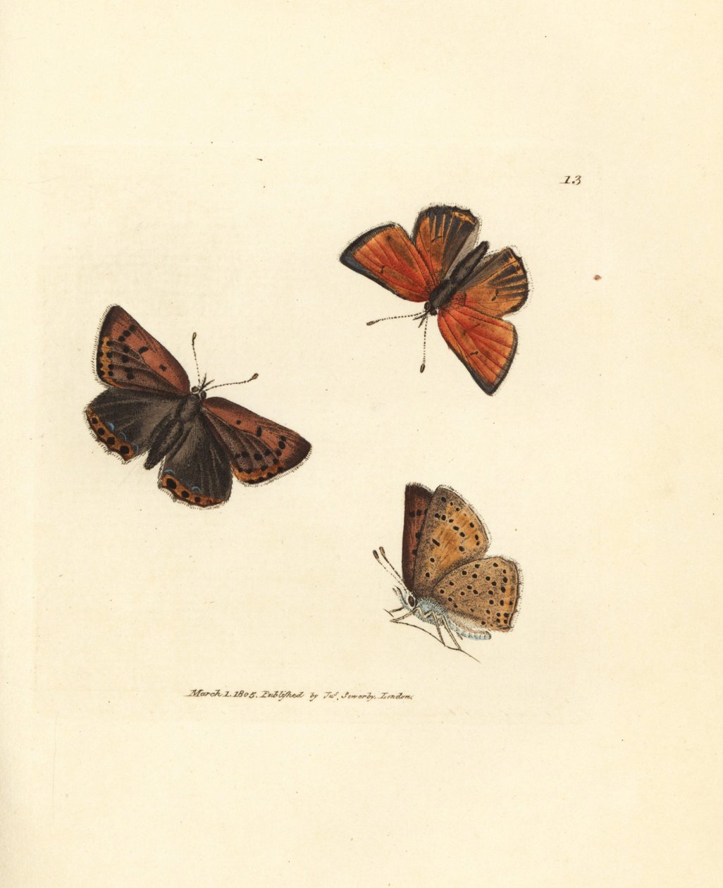 Renkantet kobber sommerfugl, Lycaena flodhest. Håndfarget kobberstikk av James Sowerby fra The British Miscellany, eller fargede figurer av nye, sjeldne eller lite kjente dyreemner. av James Sowerby