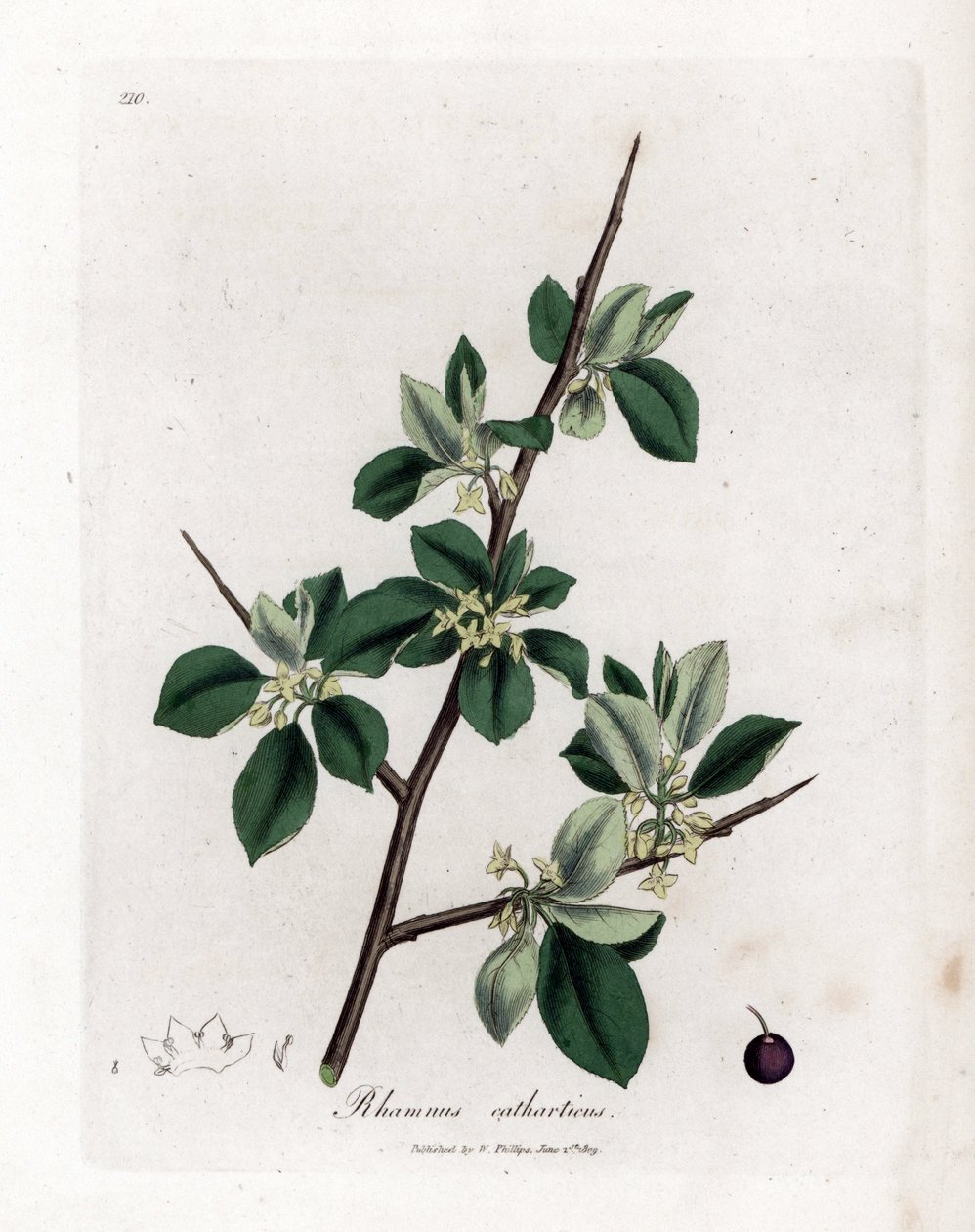 Avrensende eller rensende tindved - Rensende tindved, Rhamnus catharticus. Håndfarget kobberstikk fra en botanisk illustrasjon av James Sowerby fra William Woodville og Sir William Jackson Hookers "" Medical Botany,"" John Bohn, London av James Sowerby
