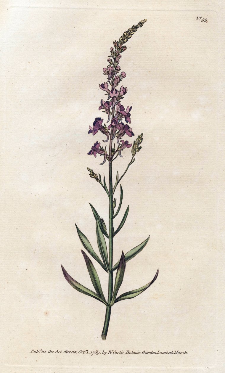 Purple Linar - Litografi av James Sowerby (1757-1822), fra William Curtis's Botanical Magazine (1746-1799) av James Sowerby