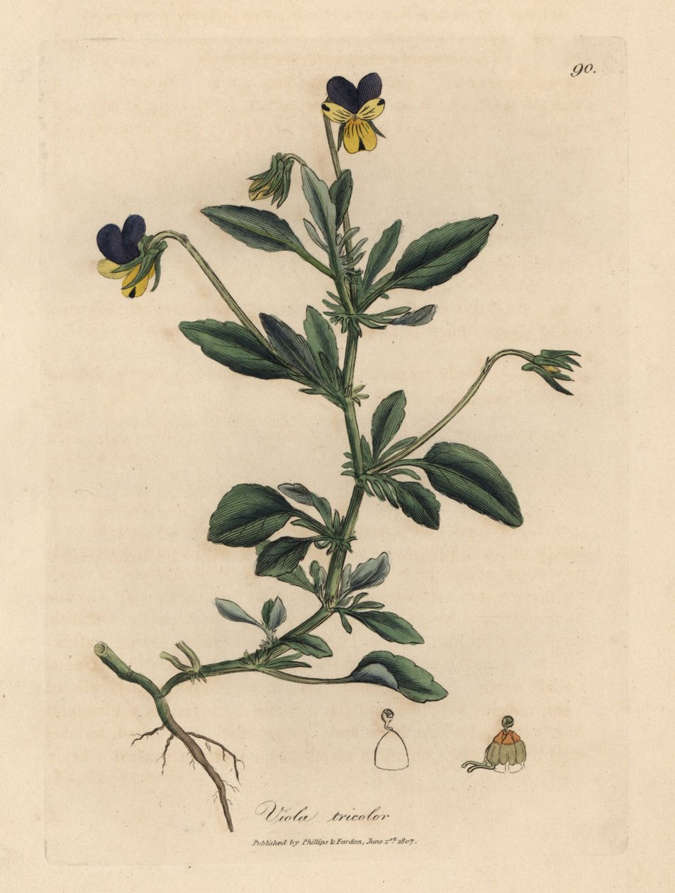 Lilla og gul stemorsblomst, Viola tricolor av James Sowerby