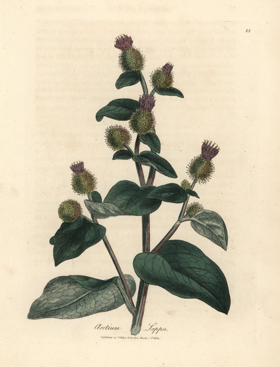 Lillablomstret burdock, Arctium lappa av James Sowerby