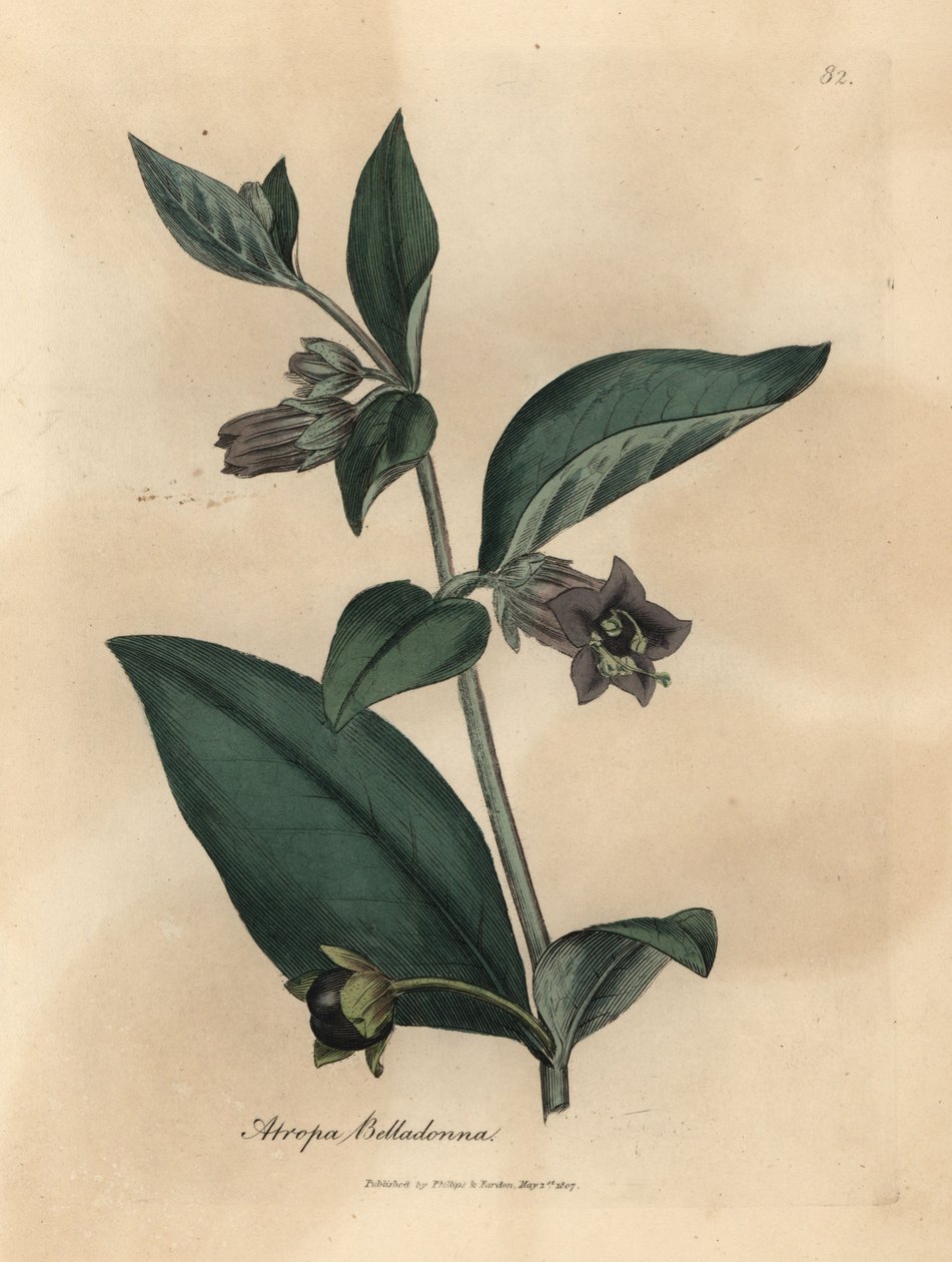 Lillablomstret dødelig nattskygge, Atropa belladonna av James Sowerby