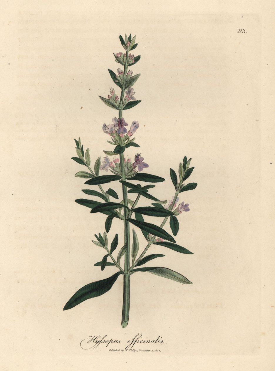 Lillablomstret isop, Hyssopus officinalis av James Sowerby