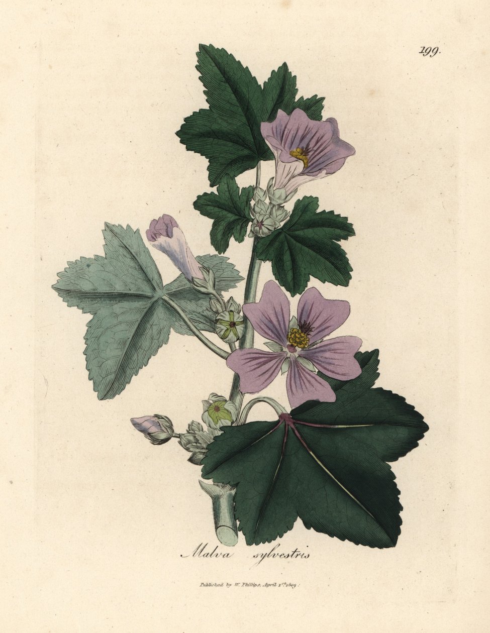 Lillablomstret malva, Malva sylvestris av James Sowerby