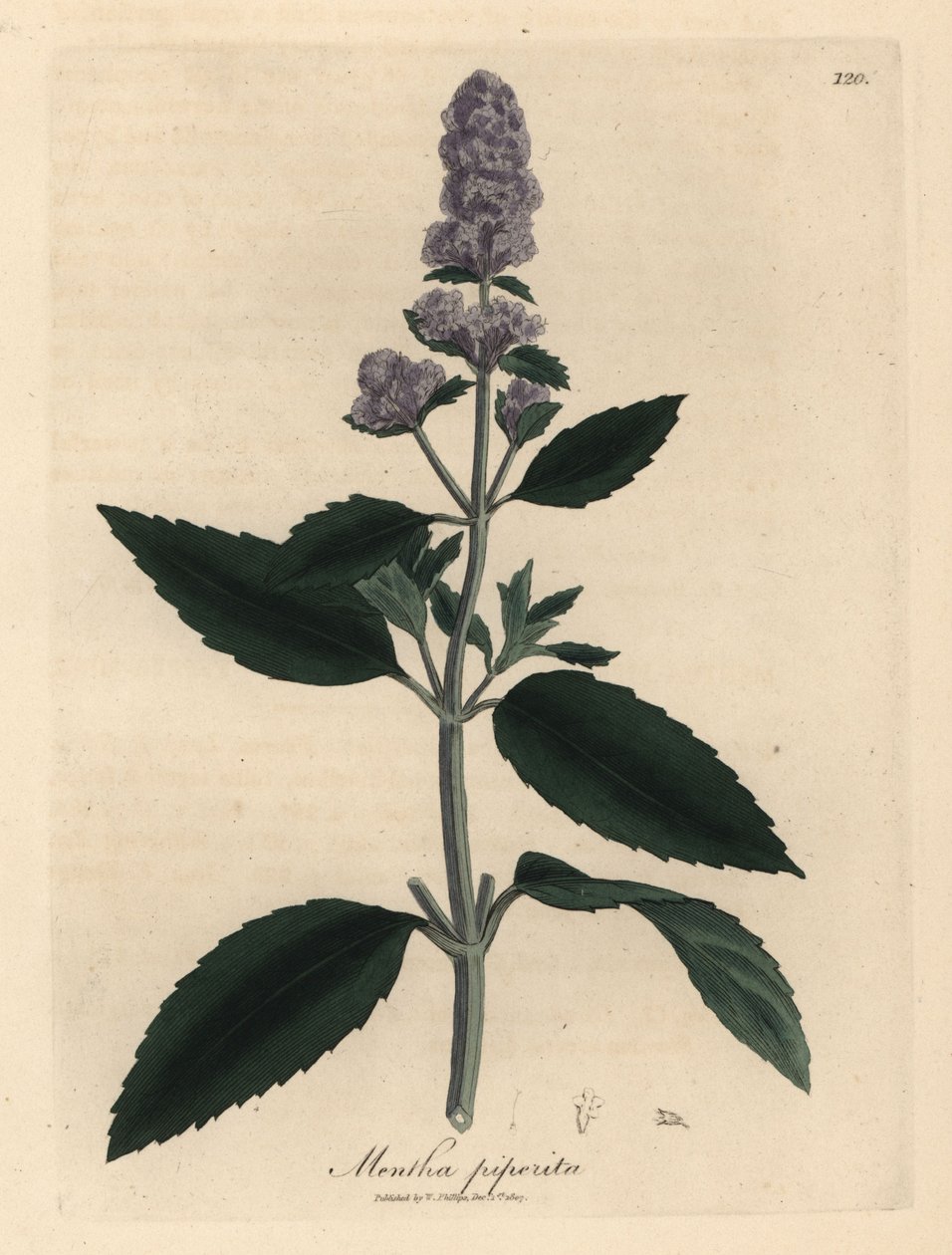 Lilla blomstret peppermynte, Mentha piperita av James Sowerby