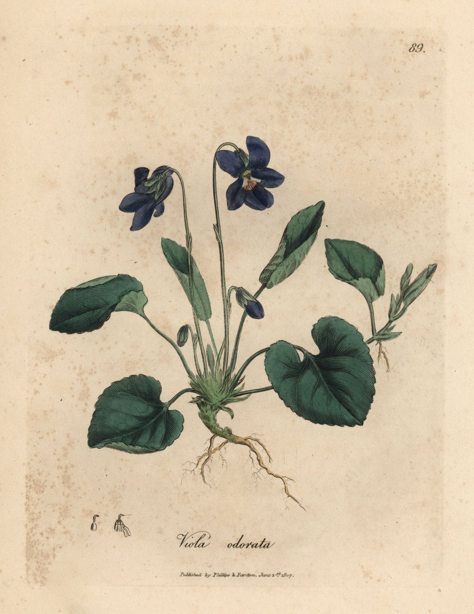 Lillablomstret søtfiolett, Viola odorata av James Sowerby