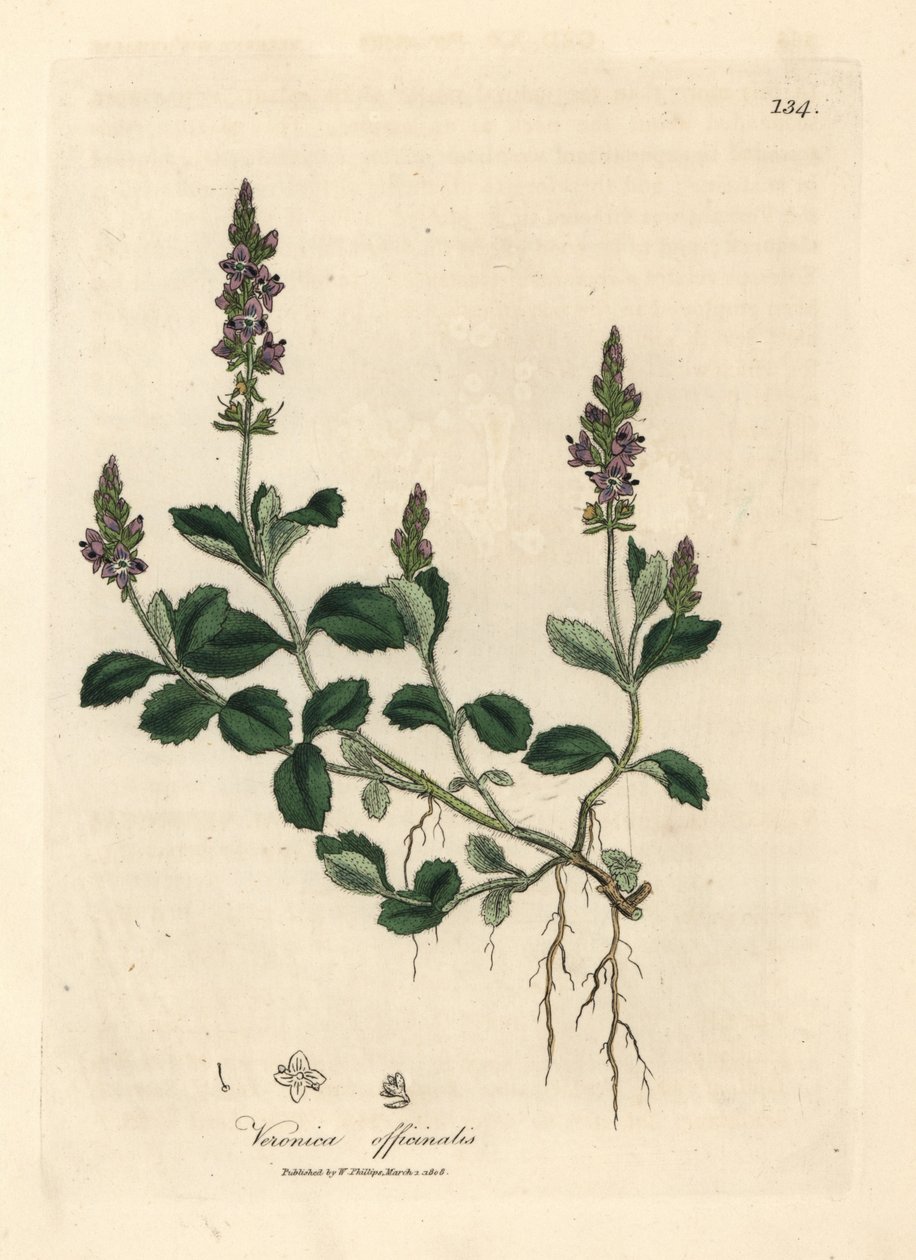 Lillablomstret veronica, Veronica officinalis av James Sowerby