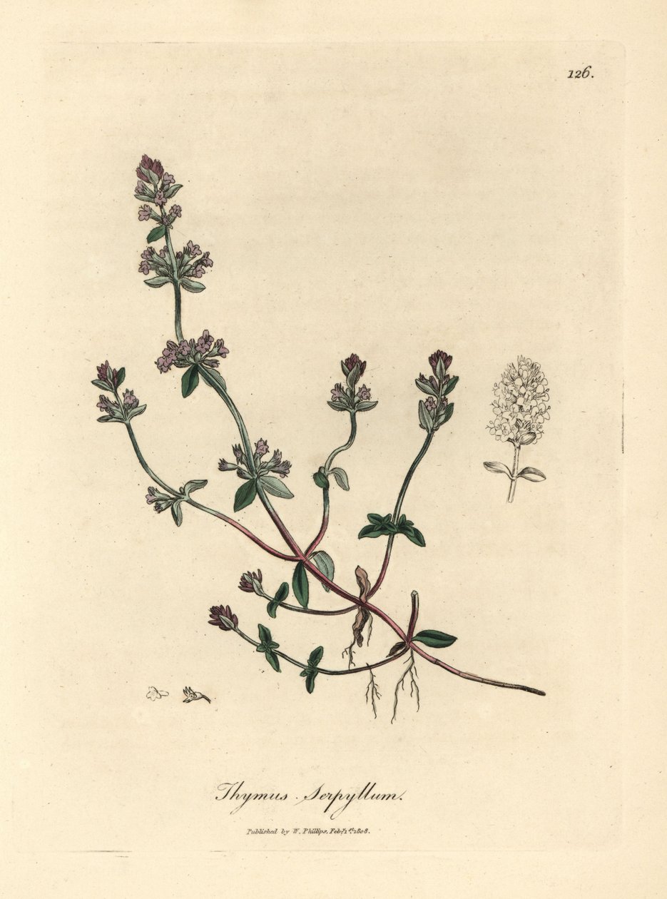 Lillablomstret villtimian, Thymus serpyllum av James Sowerby