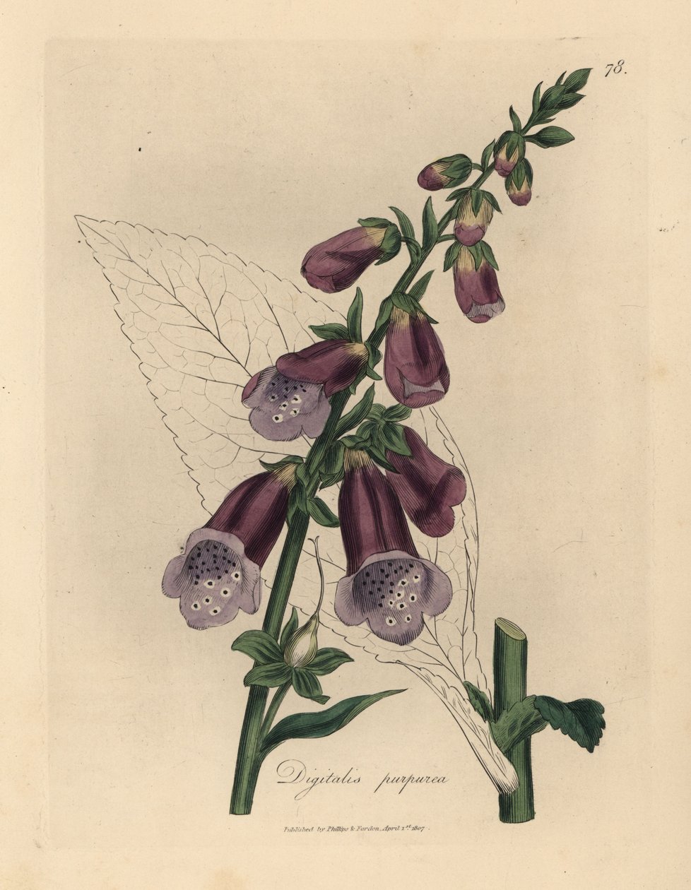 Lilla revebjelle, Digitalis purpurea av James Sowerby