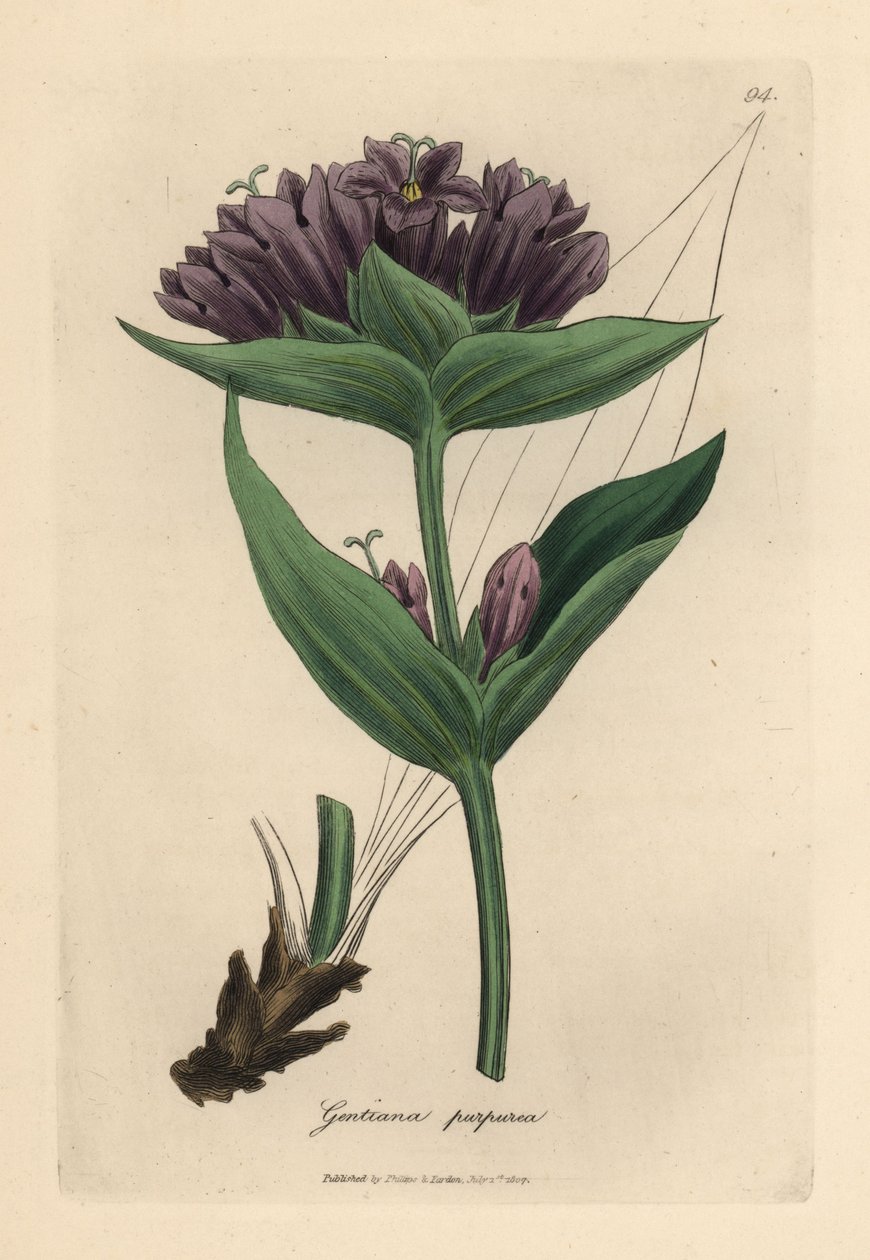 Lilla gentian, Gentiana purpurea av James Sowerby