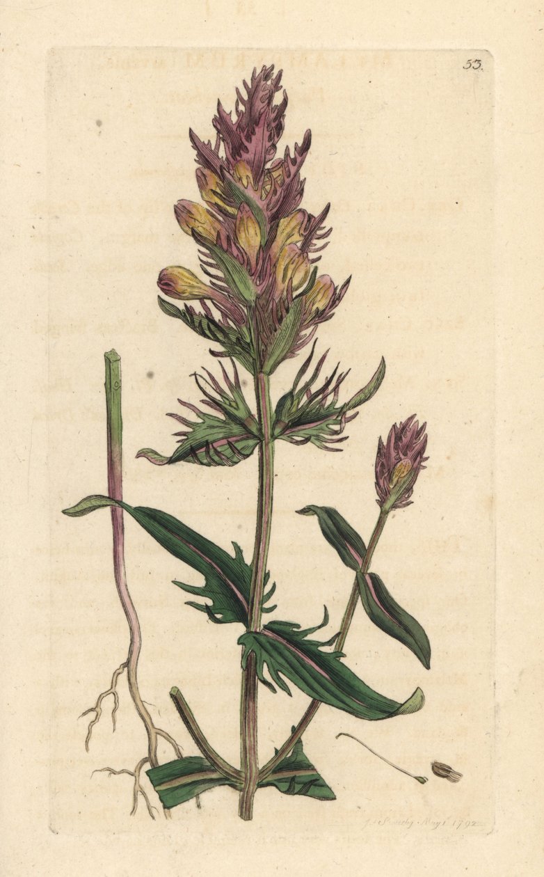 Lilla eller felt kuhvete, Melampyrum arvense Håndfarget kobberstikk etter en illustrasjon av James Sowerby fra James Smith's English Botany, London av James Sowerby