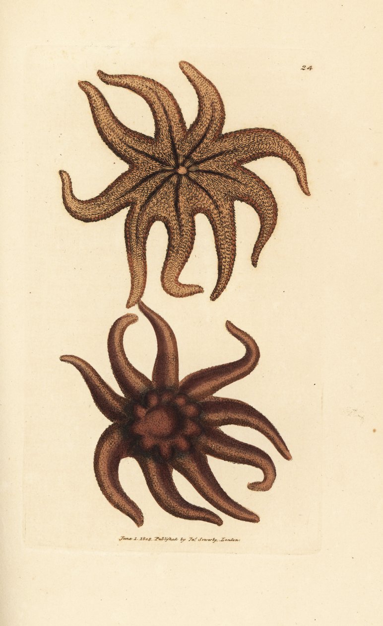 Lilla solstjerne, Solaster endeca (ni-strålet sjøstjerne, Asterias endeca). Håndfarget kobberstikk av James Sowerby fra The British Miscellany, eller fargede figurer av nye, sjeldne eller lite kjente dyreemner. av James Sowerby