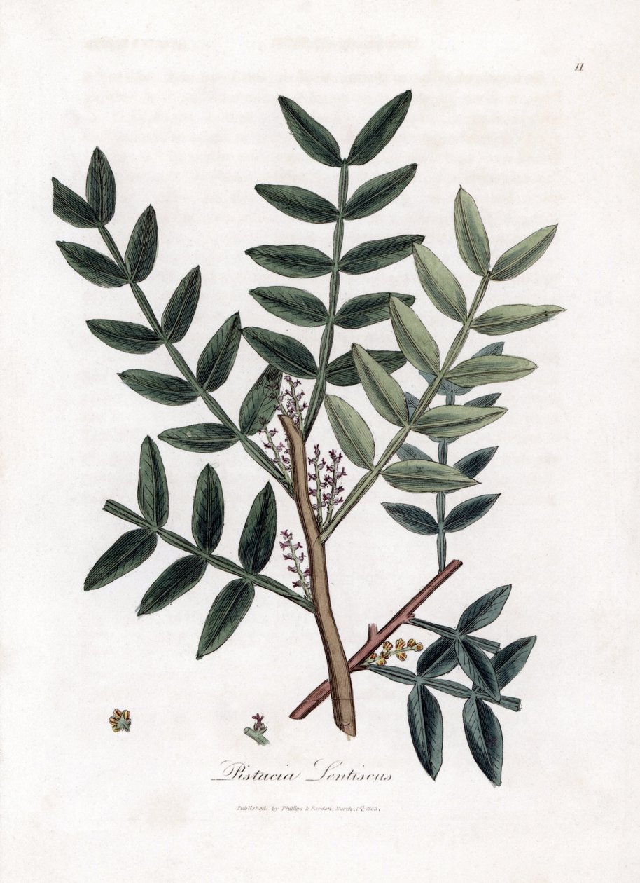 Kitttre eller lentiscus pistasj - Kitttre, Pistacia lentiscus. Håndfarget kobberstikk fra en botanisk illustrasjon av James Sowerby fra William Woodville og Sir William Jackson Hookers "" Medical Botany,"" John Bohn, London av James Sowerby