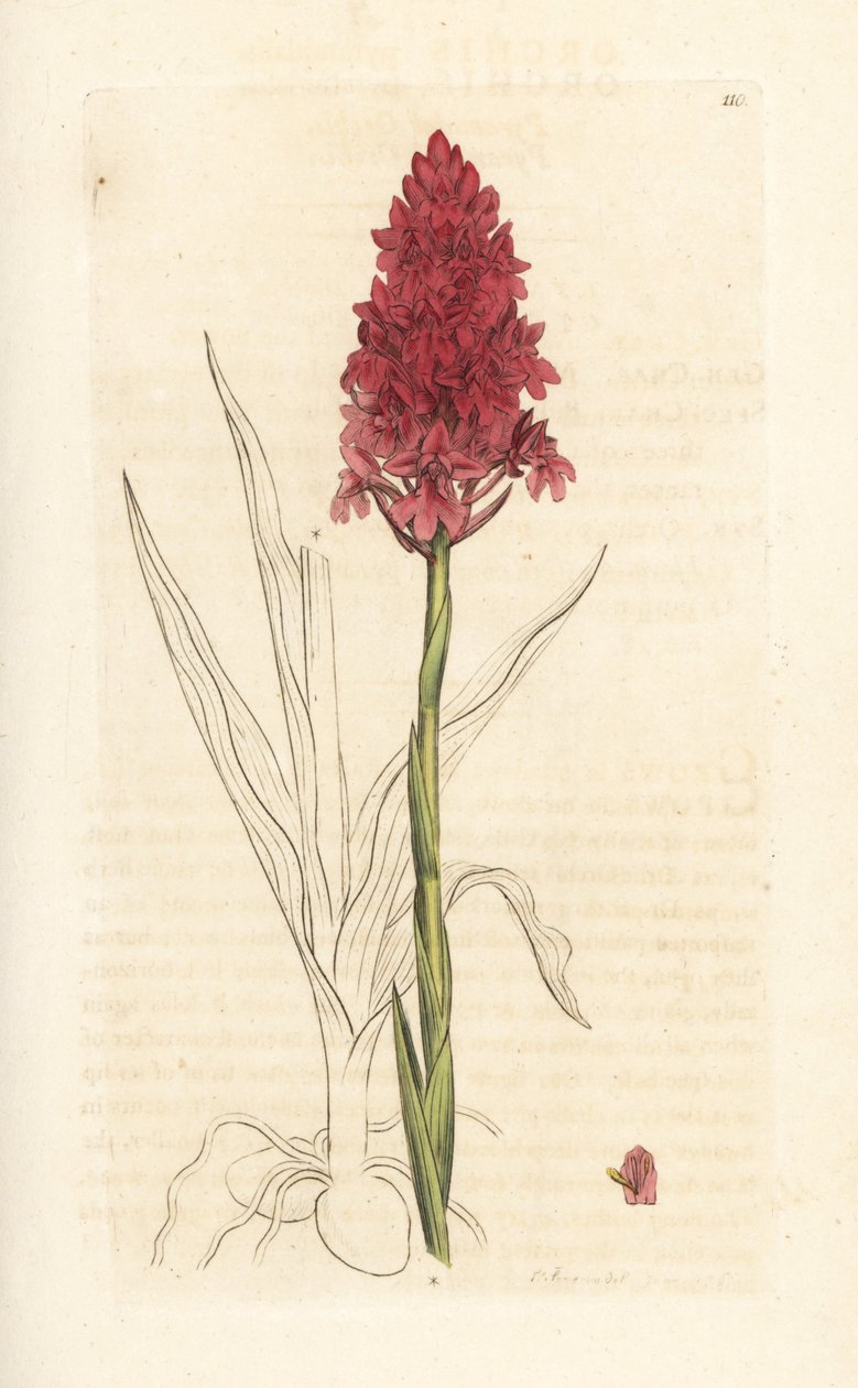 Pyramidal orkide, Anacamptis pyramidalis (Pyramidal orchis, Orchis pyramidalis). Håndfarget kobberstikk etter en illustrasjon av James Sowerby fra James Smith's English Botany, London av James Sowerby