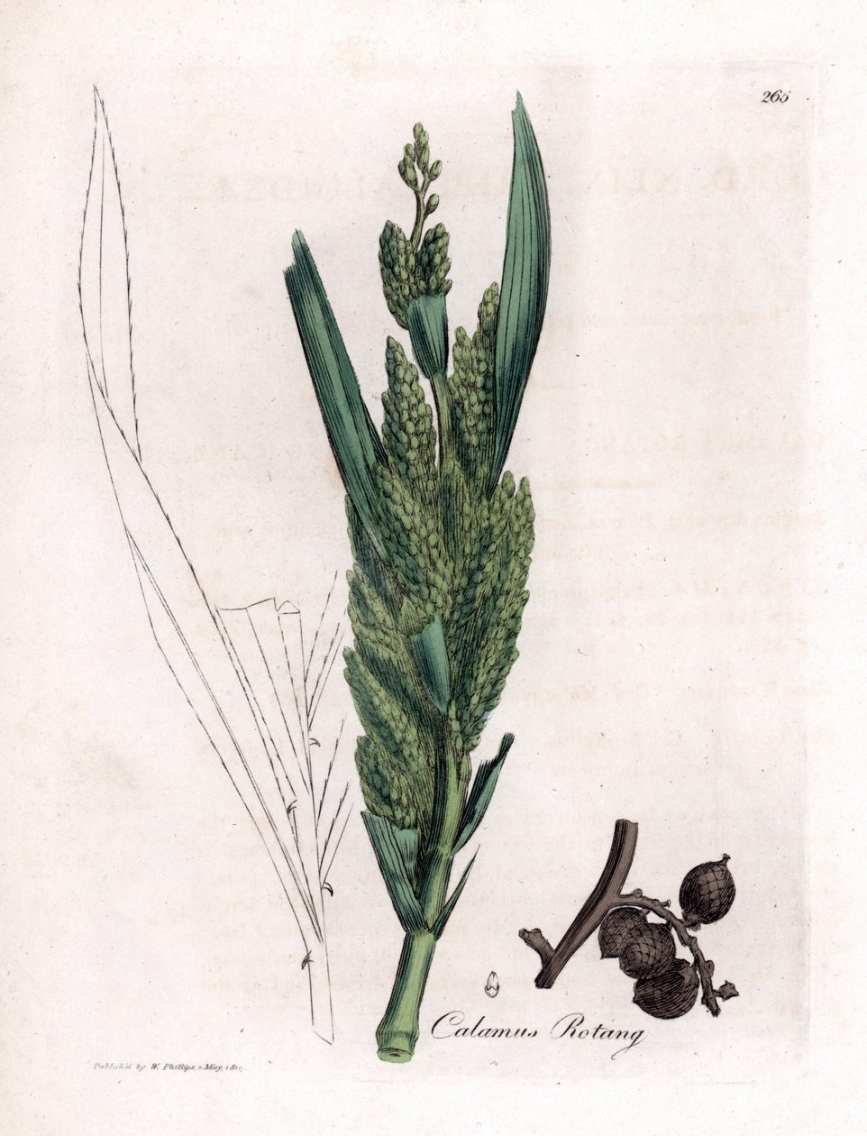 Rattan Palm - Rotang stokk, Calamus rotang. Håndfarget kobberstikk fra en botanisk illustrasjon av James Sowerby fra William Woodville og Sir William Jackson Hookers "" Medical Botany,"" John Bohn, London av James Sowerby