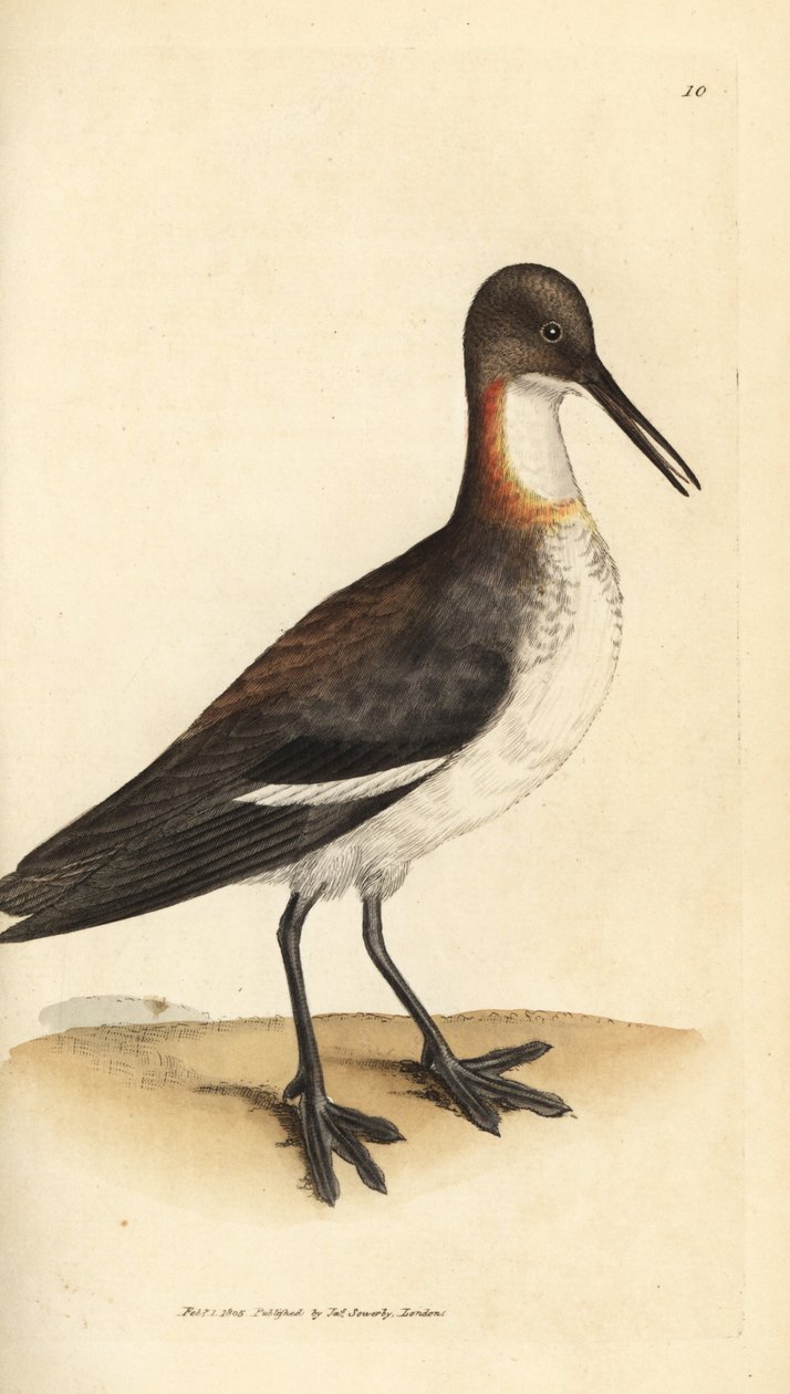 Rødhalset phalarope, Phalaropus lobatus (Phalaropus hyperboreus). Håndfarget kobberstikk av James Sowerby fra The British Miscellany, eller fargede figurer av nye, sjeldne eller lite kjente dyreemner. av James Sowerby