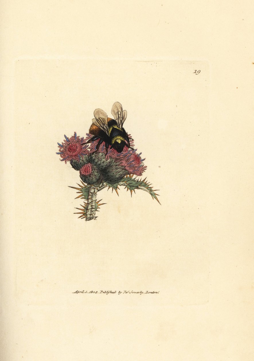 Rødhalehumle, Bombus lapidarius (Apis flavicollis) på tistel. Håndfarget kobberstikk av James Sowerby fra The British Miscellany, eller fargede figurer av nye, sjeldne eller lite kjente dyreemner. av James Sowerby