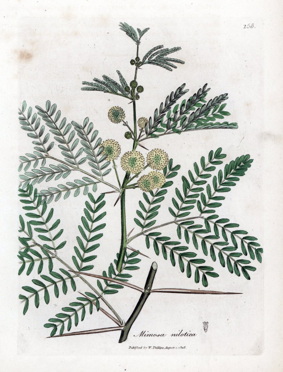 Red Gum - Gum arabic tree, Acacia nilotica. Håndfarget kobberstikk fra en botanisk illustrasjon av James Sowerby fra William Woodville og Sir William Jackson Hookers "" Medical Botany,"" John Bohn, London av James Sowerby