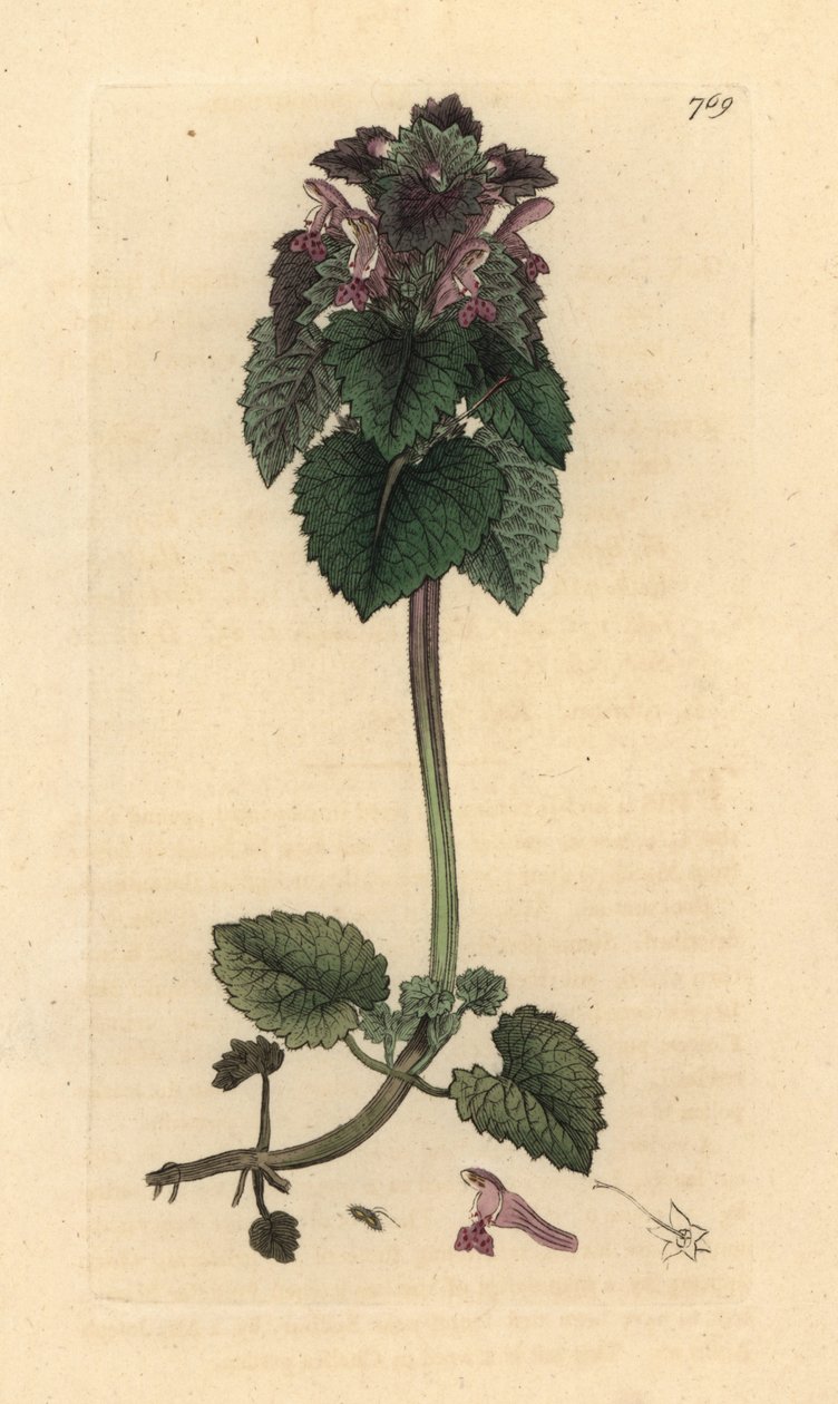 Rød deadnettle, Lamium purpureum Håndfarget kobberstikk etter en tegning av James Sowerby for James Smiths engelske botanikk av James Sowerby