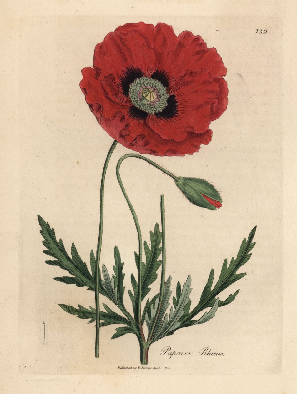 Rød eller maisvalmue, Papaver rhoeas av James Sowerby