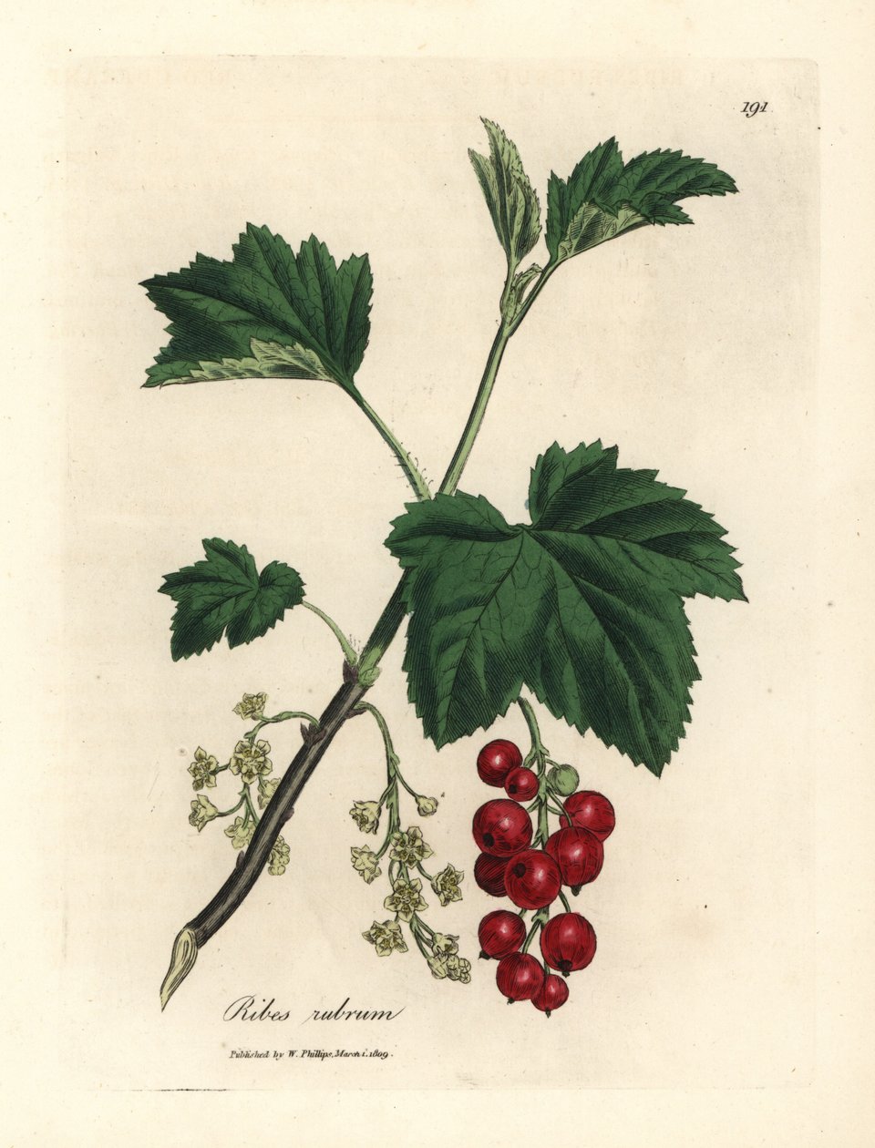 Solbærtre, Ribes rubrum av James Sowerby