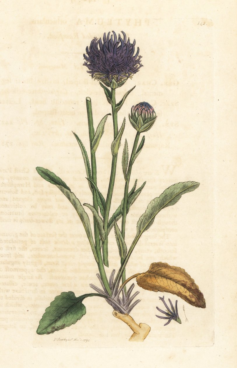 Rundhodet rampion, Phyteuma orbiculare (Phyteuma orbicularis) (Orbicular Rapunzel) Håndfarget kobberstikk etter en illustrasjon av James Sowerby fra James Smith's English Botany, London av James Sowerby