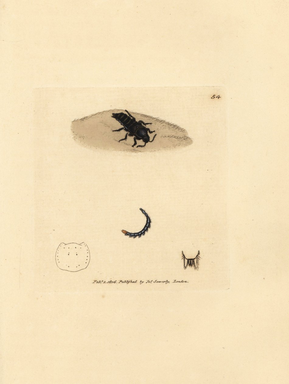 Rovebille, Velleius dilatatus (Target-horned Staphylinus, Staphylinus concolor). Håndfarget kobberstikk av James Sowerby fra The British Miscellany, eller fargede figurer av nye, sjeldne eller lite kjente dyreemner. av James Sowerby