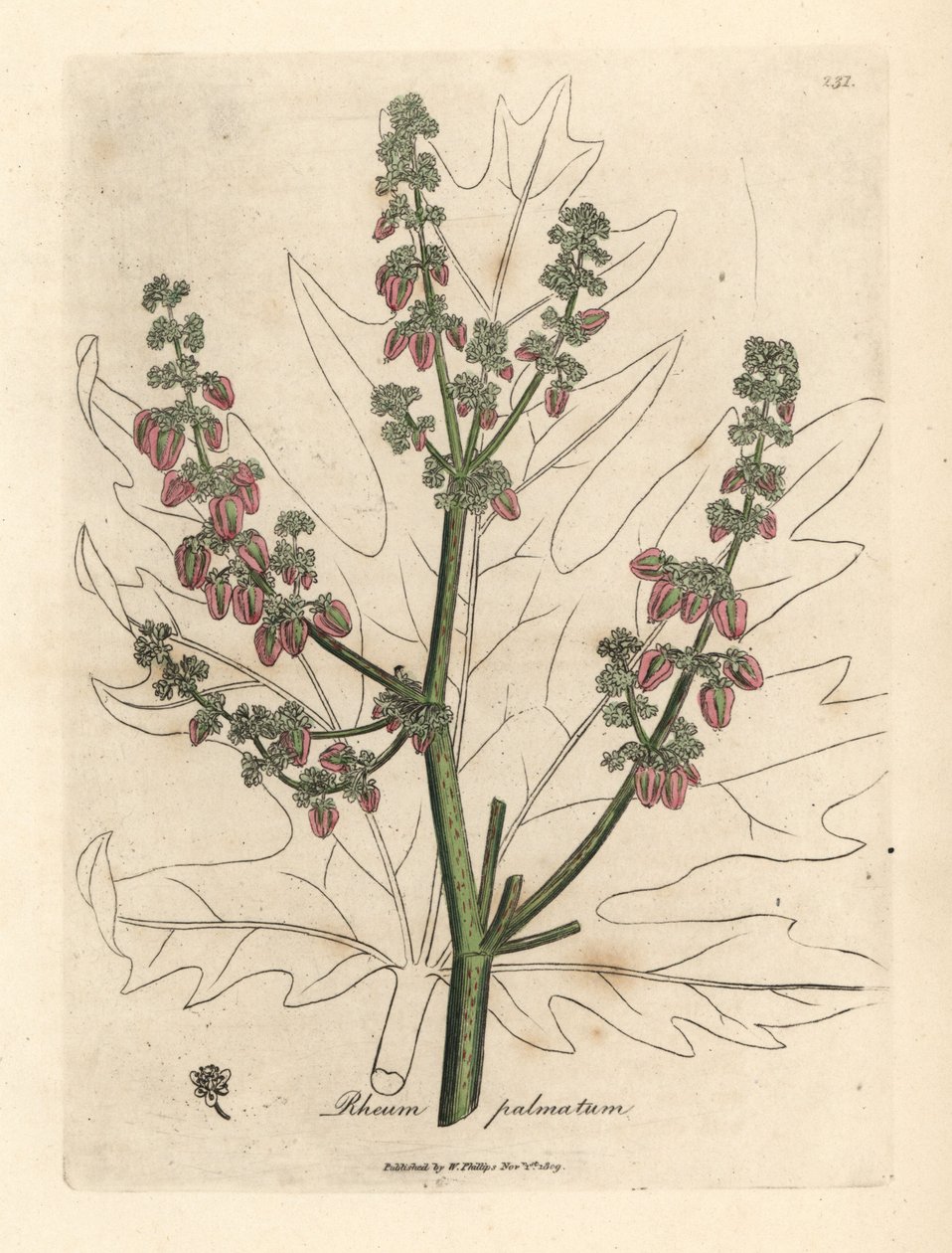 Rubarbblomster og stilk, bladomriss, Rheum palmatum av James Sowerby