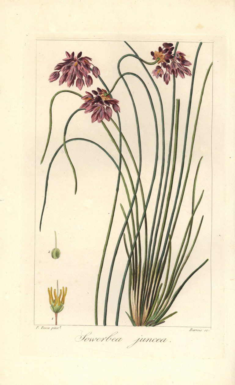Rushlilje, Sowerbaea juncea, hjemmehørende i Australia. Oppkalt etter den botaniske kunstneren James Sowerby. Håndfarget stipplegravering på kobber av Barrois fra en botanisk illustrasjon av Pancrace Bessa fra Mordant de Launays "Herbier General de l& av James Sowerby