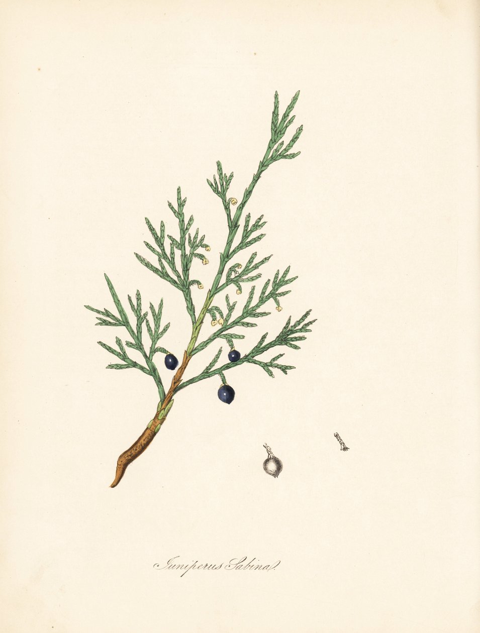 Sabine einer - Vanlig savin eller einer savin, Juniperus sabina. Hentet fra en illustrasjon av James Sowerby fra William Woodville og Sir William Jackson Hookers "Medical Botany." Håndkolorert sinkograf av C. Chabot tegnet av Miss MA Burnett fra  av James Sowerby