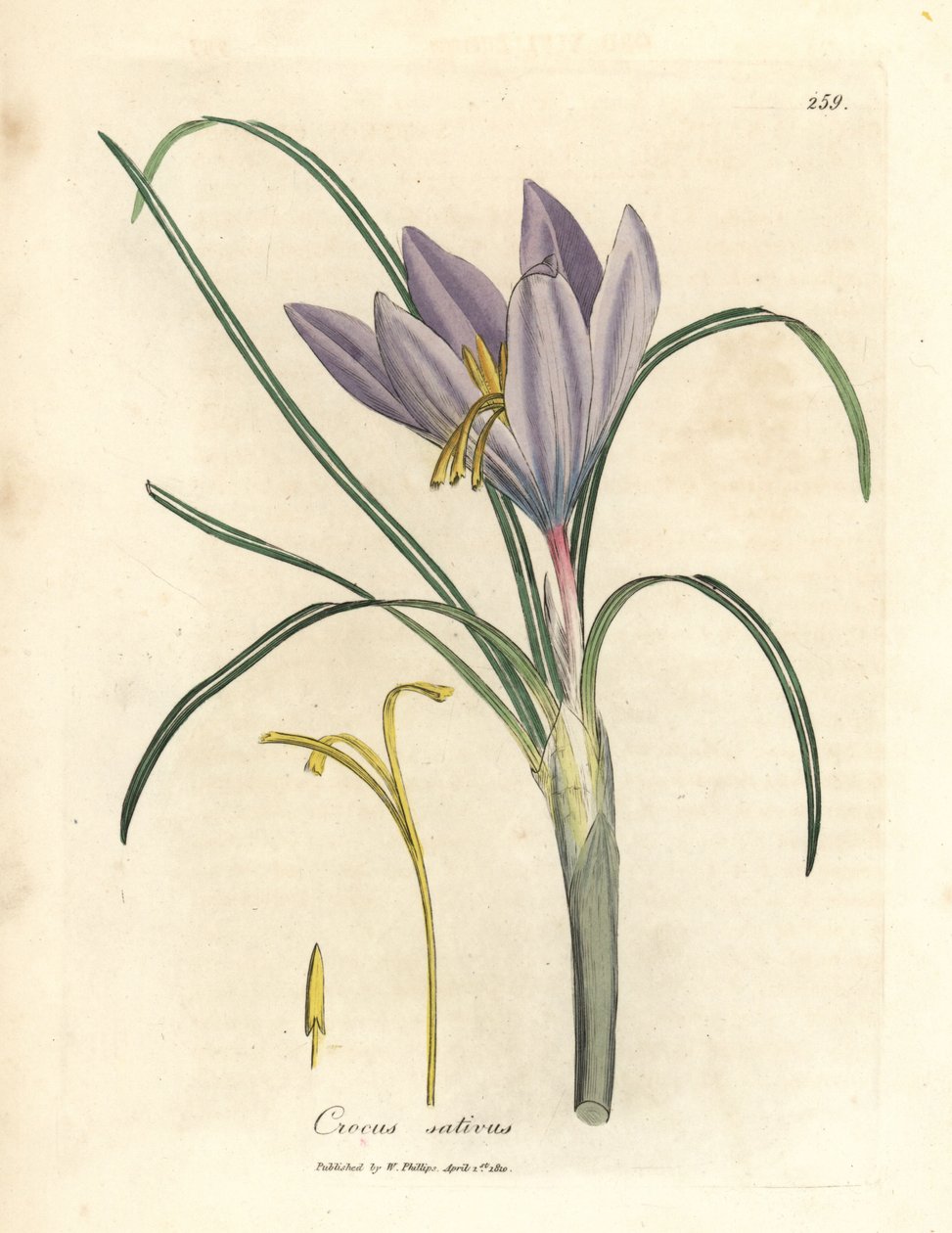 Safrankrokus, Crocus sativus av James Sowerby