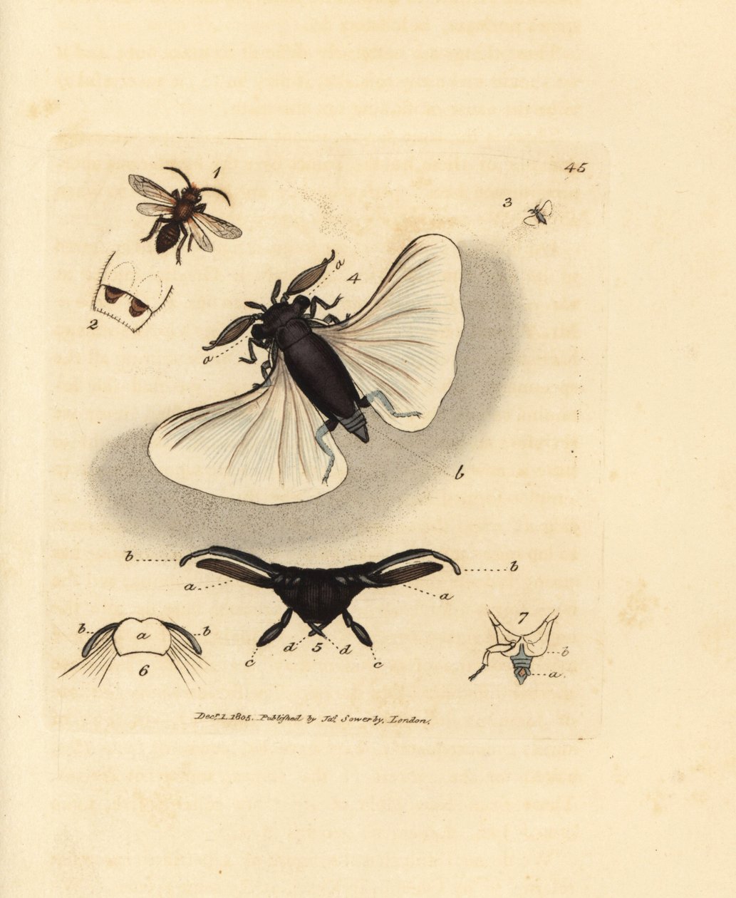 Sandbieparasitt, Stylops melittae. Håndfarget kobberstikk av James Sowerby fra The British Miscellany, eller fargede figurer av nye, sjeldne eller lite kjente dyreemner. av James Sowerby