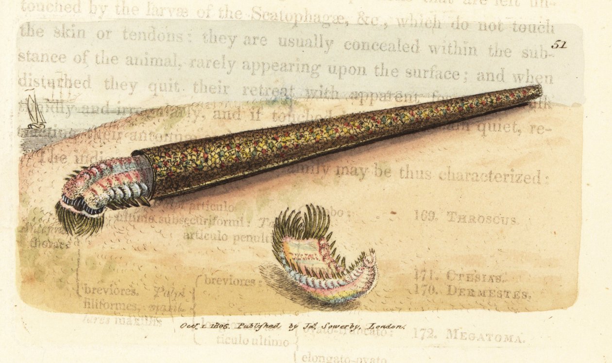 Sandrørbyggende annelidvifteorm, Pectinaria belgica (Nereis pectinata). Håndfarget kobberstikk av James Sowerby fra The British Miscellany, eller fargede figurer av nye, sjeldne eller lite kjente dyreemner. av James Sowerby