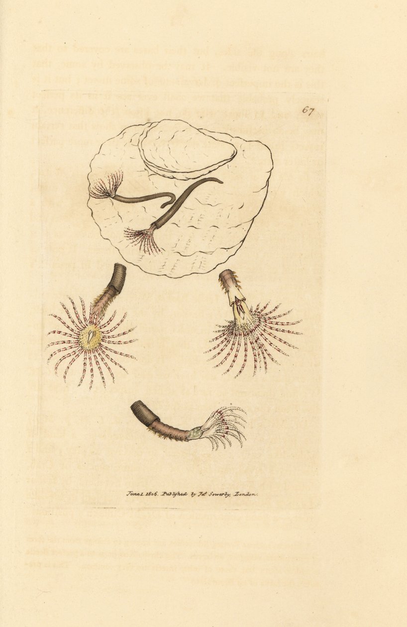 Sandorm med karmosinrøde følehorn, Amphitrite rosea. Håndfarget kobberstikk av James Sowerby fra The British Miscellany, eller fargede figurer av nye, sjeldne eller lite kjente dyreemner. av James Sowerby